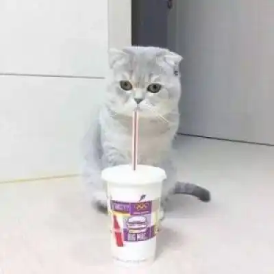 猫猫头像高清可以当头像的猫图片  猫猫头像高清可以当头像的猫图片