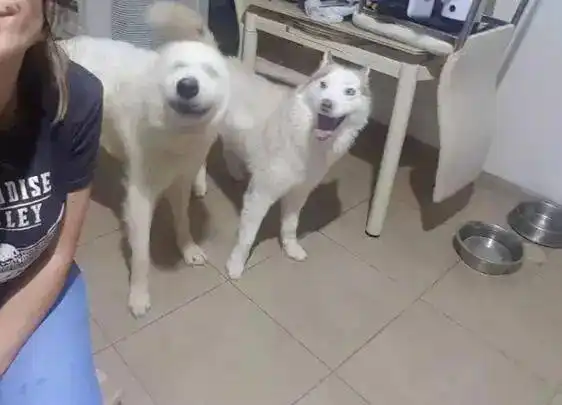  开心到模糊的搞笑狗狗