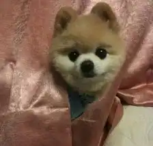  我是酷爱思考的忧郁俊介图片第15213张狗狗搞笑图片