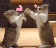 不知道的喵星人,原来养猫还有很多妙用,一般人不告诉他  不知道的喵星人,原来养猫还有很多妙用,一般人不告诉他