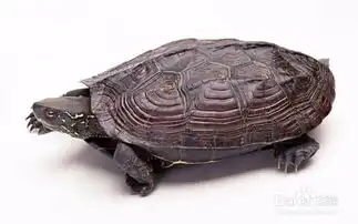  有哪些便宜好玩的宠物