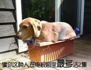  那些整天把狗当儿子养的人是什么心态