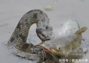  大鲶鱼成功逃过了捕鱼达人的捕杀,可没逃过饿疯的巨蟒之口