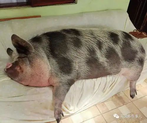  女子买了只迷你猪,共用房间吃好睡好,三年后成500斤大花猪