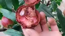  种山竹,搞乐