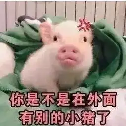  动图宇宙抖音10万点赞猪年壁纸表情包,外面有猪的别点