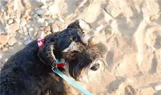  养只狗和养个孩子是一样一样的