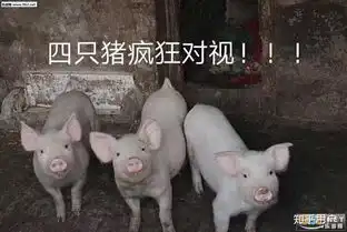  soul已经凉了吗