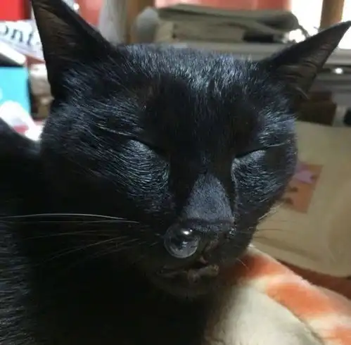  搞猫咪丑照比赛晚上睡觉不会害怕吗