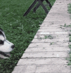 搞笑图片gif巧克力