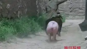  老秦真的是把什么叫说最强的话,干最胆小的事演艺的淋漓尽致啊