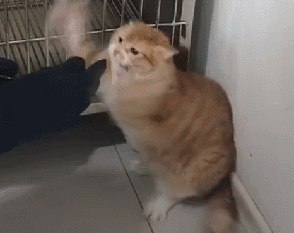 橘猫被骗去医院打针吓到躲在角落里高举爪子准备攻击人的样子太萌了  橘猫被骗去医院打针吓到躲在角落里高举爪子准备攻击人的样子太萌了