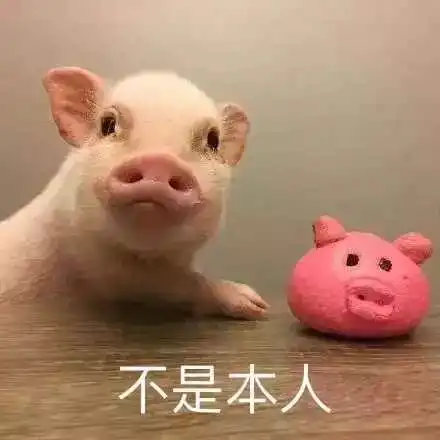 猪睡觉叫不醒的表情包