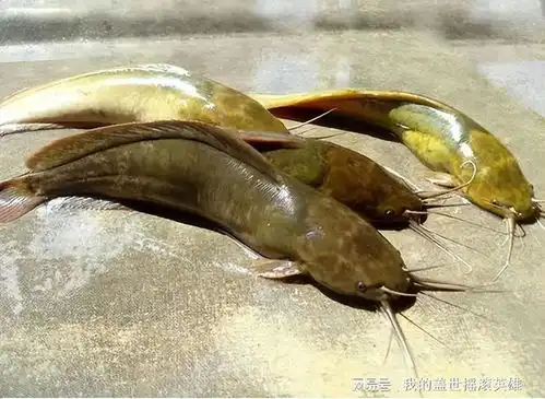  浑身都是寄生虫的3种鱼,卖鱼老板自己从来不吃,白送也别要