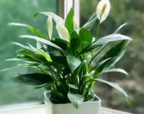 年后逛花市,发现7种花状态不好,低价买回来,掌握窍门就能救活 年后逛花市,发现7种花状态不好,低价买回来,掌握窍门就能救活