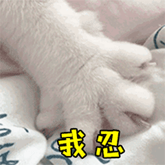 萌猫咪搞笑动态图片养猫