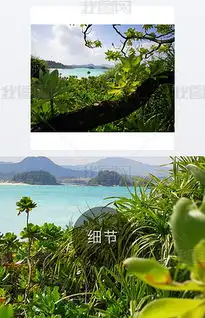  jpg铁树开花jpg格式铁树开花素材图片jpg铁树开花设计模板我图网