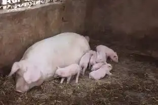 让我们一起走进现代养猪行业