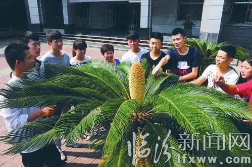  山西信息职业技术学院铁树开花送吉祥