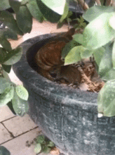猫gif搞笑图片家猫