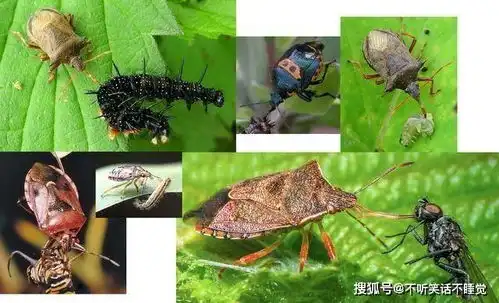 红荔牌红米酒搞笑图片蝽