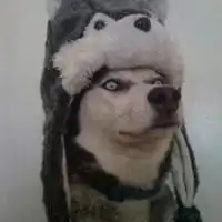  搞怪宠物狗微信头像微信头像图片大全