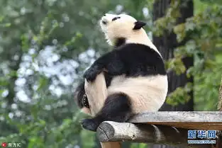  旅德熊猫在柏林动物园活动萌态百出令人忍俊不禁