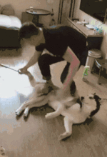 狗的搞笑图片gif狗狗