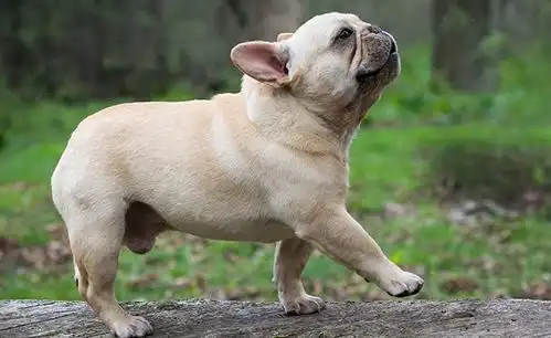  别拿法斗的名字当儿戏,这6种情况下不要乱喊,不然它会讨厌你