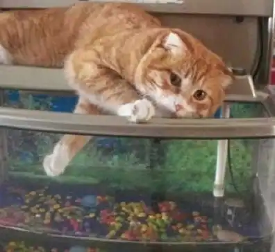 幽默搞笑段子集求解脸上这颗是什么痣,还有天生的虎牙到底好不  幽默搞笑段子集求解脸上这颗是什么痣,还有天生的虎牙到底好不