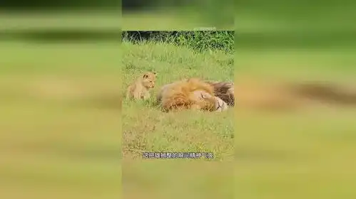  三只小狮子实在太调皮了,竟然趁雄狮睡觉的时候搞偷袭