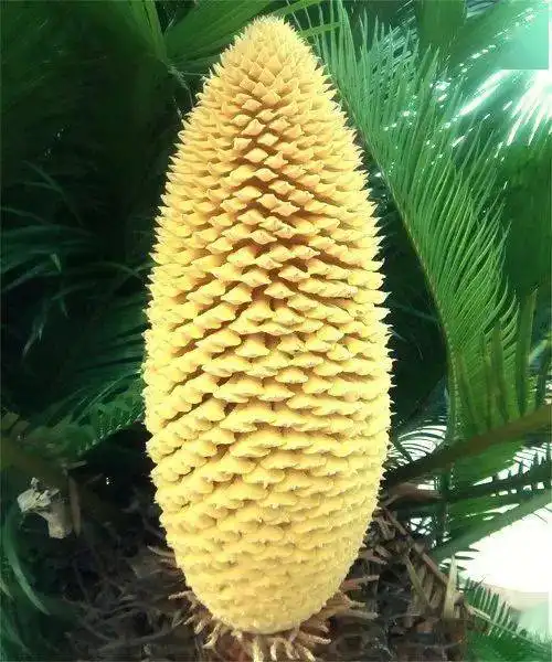  此花1000年才开稀世罕见