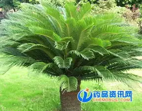 铁树开花图片搞笑聚生