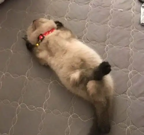  搞笑gif女网友她说是个胖子,奔现见面后我信了