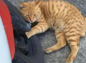  男子开车出门,中途接了个电话,五分钟之后,橘猫撞了我要负责