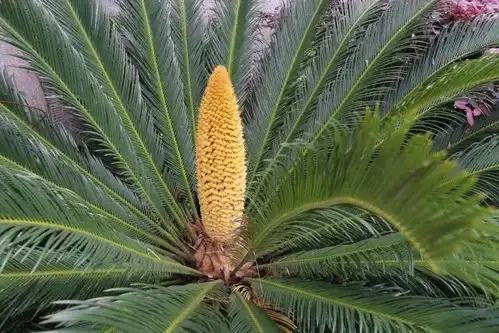 铁树开花校园小景 铁树开花校园小景