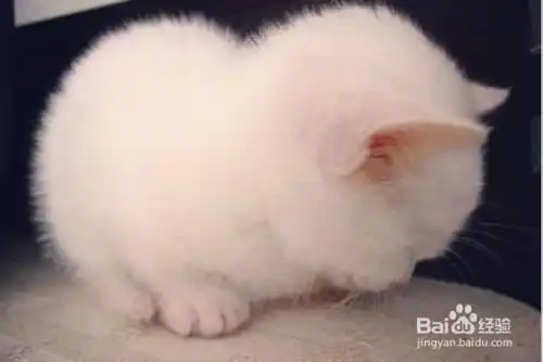  猫咪在什么情况下不要洗澡