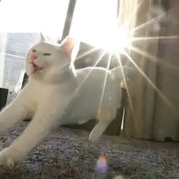 搞笑可爱萌猫图片每一个不曾起舞的早晨都是对生命的辜负....  搞笑可爱萌猫图片每一个不曾起舞的早晨都是对生命的辜负....