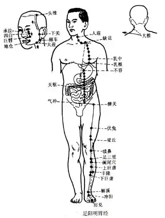  经络图解第03章足阳明胃经