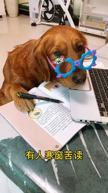  来看看我家的小可爱戏精狗狗