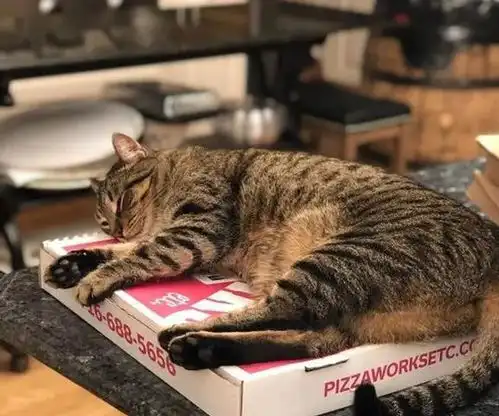 20张图片证明猫咪对休息领域的追求,真让人摸不着头脑  20张图片证明猫咪对休息领域的追求,真让人摸不着头脑