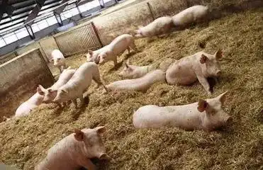  生猪怎么喂养易长膘农村喂猪小技巧轻松增膘