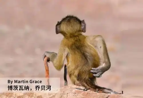 搞笑的图片笑死人的那种