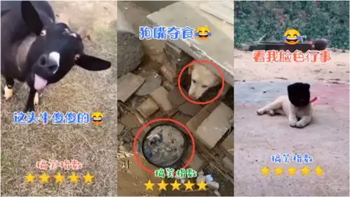  搞笑动物二狗子心态崩了,差一步前功尽弃