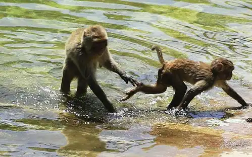  吃西瓜吹空调野生动物防暑降温有妙招