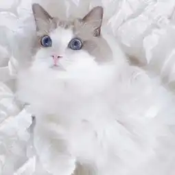  日本博主家布偶猫小仙女meria