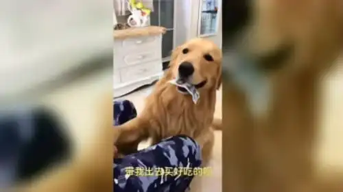 爆笑萌宠狗狗们头顶小鸭子的样子也太萌了吧,萌力暴击