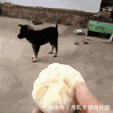  搞笑gif趣图大哥你再这样玩下去,你女朋友会生气的