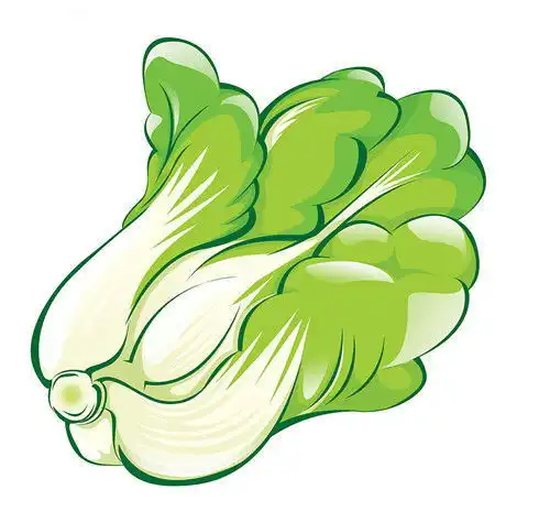  百菜不如白菜专家教你一棵白菜4种吃法