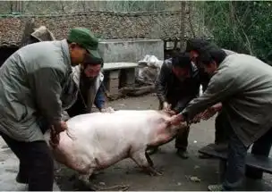  四个人拉着猪的照片猪是怎么想的